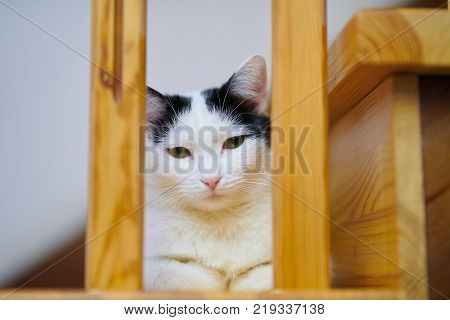 Home white black sleepy cat lying on a wooden stair