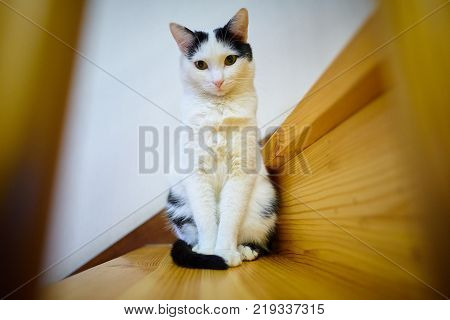 Home white black cat sitting on a wooden stair