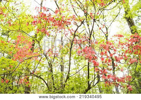 Vermilion azalea flowers (Rhododendron kaempferi) in front of fresh green leaves