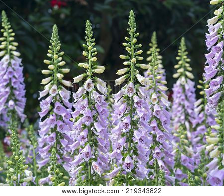 Digitalis or foxglove with mauve flowers with purple spots. Amazing flower background at festival in spring colorful bloom, beautiful blossom on branch of tree