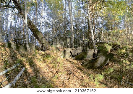 Forest in the mountains on a sunny day. Close-up. Southern Urals
