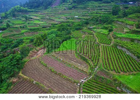 Tea Plantations. Wenzhou Yandang mountain in China