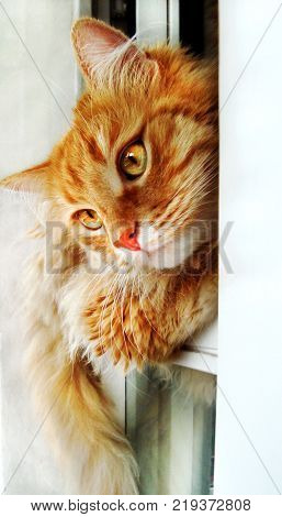 Red domestic cat sitting in the window. Fluffy ginger kitten close-up