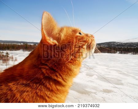 Ginger cat peeking from the balcony. Red domestic kitten looking at the sun.