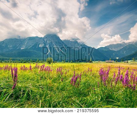 Green meadow on the Golf club Zugspitze Lermoos village loccation. Colorful summer morning in Austrian Alps Reutte district state of Tyrol Austria Europe. Artistic style post processed photo.