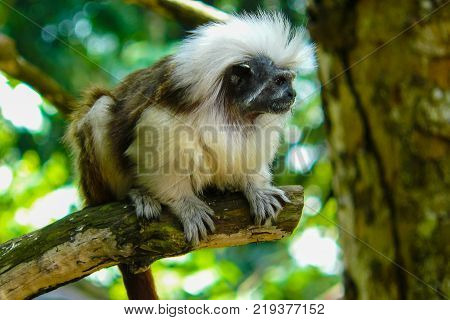 Cottontop Tamarin monkey portrait on the jungle  