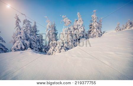 Bright morning scene in the mountain forest. Misty winter sunrise in the snowy wood Happy New Year celebration concept. Artistic style post processed photo.