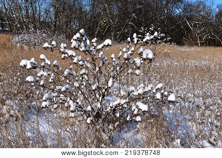 A clump of cockleburs is covered by a fresh layer of snow in a clearing of a woods.