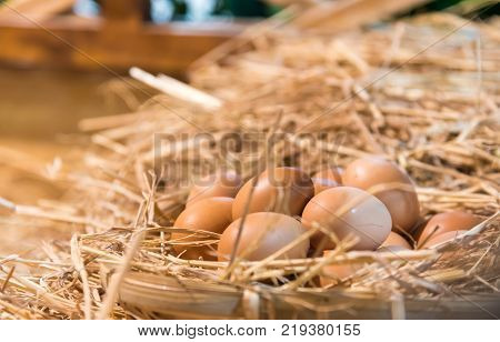 Eggs in hay in a chicken coop at the animals farm.