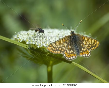 Flyve og Butterfly