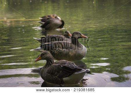 View to a Group of perching Greylag Gooses (Anser anser) in a Row. Close-up of beautiful Greylag Geese in the Water. Birds in a Row. Animals and Wildlife Backgrounds.