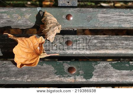 Autumn Leaves On Wooden Bench Colors Modified To Increase Contrast