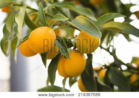 Sweets Chinese Mandarins Plant Small Macro Vegetation
