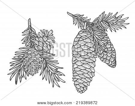 Hand drawn Pine cone and fir tree set. Botanical hand drawn vector illustration. Isolated xmas pinecones. Engraved collection. Great for greeting cards, backgrounds, holiday decor