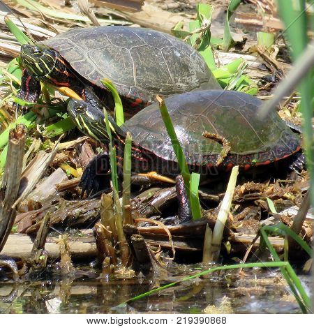 Painted Turtles on the Oakbank Pond in Thornhill Canada May 23 2016