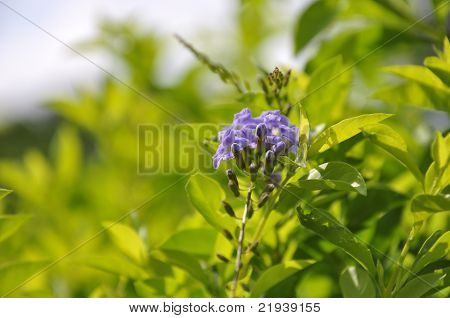 Lila Blüte