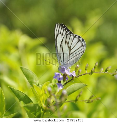 Schmetterling auf Blume