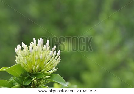 weiße Blüten