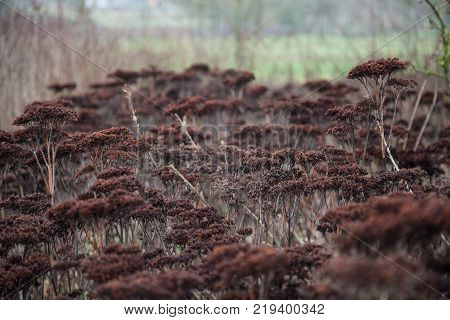 Sedum herbstfreude seed heads left to set seed