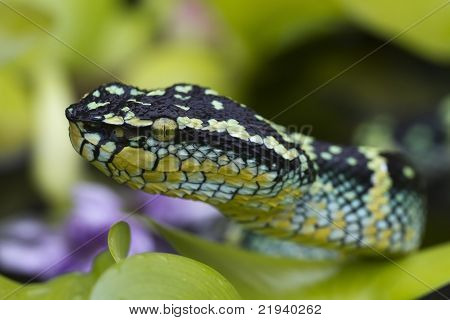 วัดไวเปอร์ (Tropidolaemus wagleri)