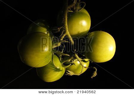 Tomates vertes sur vigne