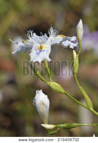 Purple Gromwell