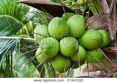 Cocos verdes