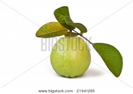 Hojas de guayaba con
