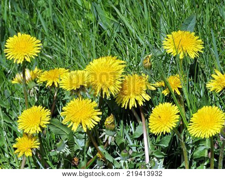 The Dandelion flowers on the bank of Oakbank Pond in Thornhill Canada May 17 2016