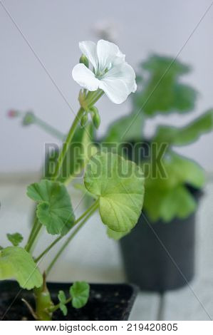White pelargonium flower, geranium, storksbills home plant