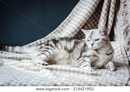 Pregnant cat laying on the fabric textile material.