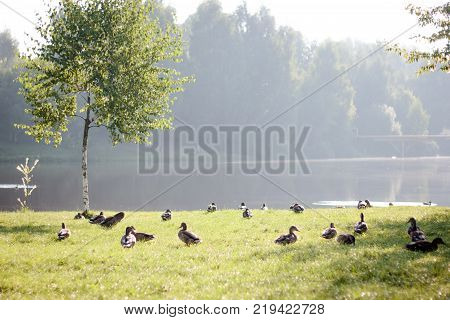 Fock of ducks walking on the grass.