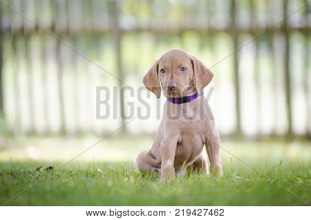 5 week old puppies of vizsla hound dog