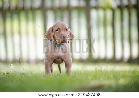 5 week old puppies of vizsla hound dog