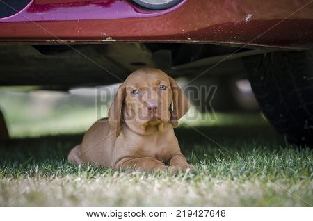 5 week old puppies of vizsla hound dog