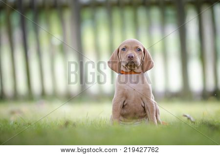 5 week old puppies of vizsla hound dog