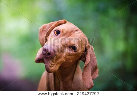 Portrait of hungarian vizsla hunter dogin spring