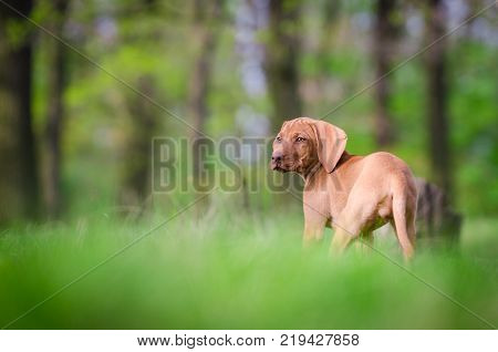 Ten week old puppy of vizsla dog in the forrest in spring time