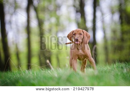 Ten week old puppy of vizsla dog in the forrest in spring time