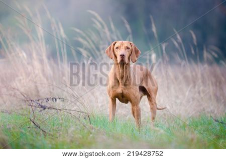 Portrait of hungarian hound dog in spring time