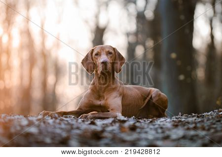 Portrait of hungarian vizsla hunter dog in spring