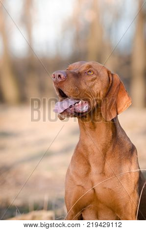 Hungarian hound pinter dog in the spring forrest