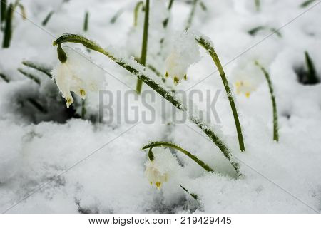 Just Appeared White Spring Flower Lavishly Covered With Fluffy Snow After Weather Phenomena - Snowfa