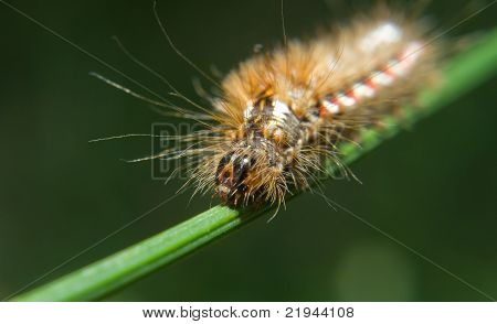 Lagarta de Acronicta rumicis (nó Gras)