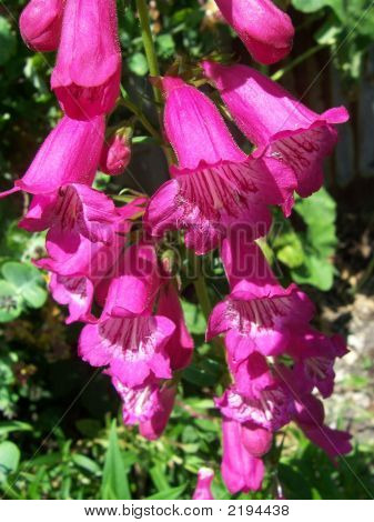 Penstemon-de-rosa