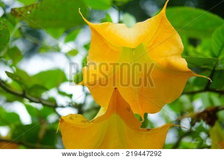 Blossom Yellow Brugmansia Named Angels Trumpet Or Datura Flower