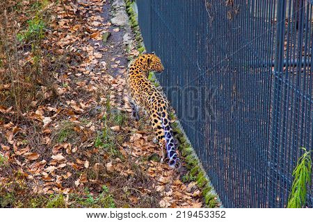 Russia, Primorskiy Leopard. big spotted cat. Taiga