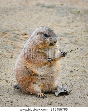 Very funny and angry Prairie dog eating food in natural background at the zoo. Prairie dogs, Cynomys, are herbivorous burrowing rodents native to the grasslands of North America.
