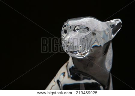 Glasses Colours Textured Cheetah studio light black background