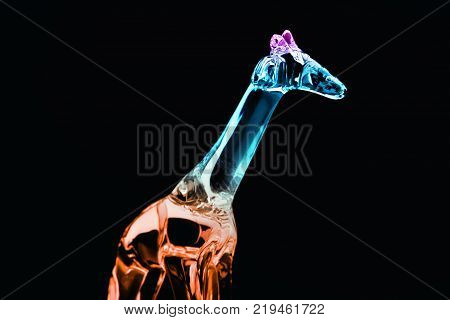 Glasses colours Giraffe studio light Black Background